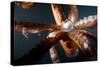 Beak and Tentacles of Humboldt Squid (Dosidicus Gigas) at Night Off Loreto-Franco Banfi-Stretched Canvas