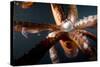 Beak and Tentacles of Humboldt Squid (Dosidicus Gigas) at Night Off Loreto-Franco Banfi-Stretched Canvas