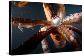 Beak and Tentacles of Humboldt Squid (Dosidicus Gigas) at Night Off Loreto-Franco Banfi-Stretched Canvas