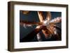 Beak and Tentacles of Humboldt Squid (Dosidicus Gigas) at Night Off Loreto-Franco Banfi-Framed Photographic Print