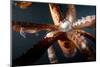 Beak and Tentacles of Humboldt Squid (Dosidicus Gigas) at Night Off Loreto-Franco Banfi-Mounted Photographic Print