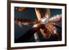 Beak and Tentacles of Humboldt Squid (Dosidicus Gigas) at Night Off Loreto-Franco Banfi-Framed Photographic Print