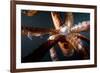 Beak and Tentacles of Humboldt Squid (Dosidicus Gigas) at Night Off Loreto-Franco Banfi-Framed Photographic Print