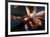 Beak and Tentacles of Humboldt Squid (Dosidicus Gigas) at Night Off Loreto-Franco Banfi-Framed Photographic Print