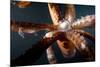 Beak and Tentacles of Humboldt Squid (Dosidicus Gigas) at Night Off Loreto-Franco Banfi-Mounted Photographic Print