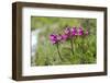 beaked lousewort, Pedicularis rostratocapita, Hohe Tauern, Carinthia, East Tyrol, Austria-Christian Zappel-Framed Photographic Print