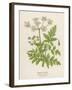 Beaked Parsley-Mabel E. Step-Framed Art Print