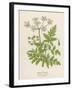 Beaked Parsley-Mabel E. Step-Framed Art Print