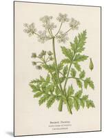 Beaked Parsley-Mabel E. Step-Mounted Art Print