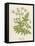 Beaked Parsley-Mabel E. Step-Framed Stretched Canvas