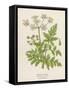 Beaked Parsley-Mabel E. Step-Framed Stretched Canvas