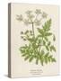 Beaked Parsley-Mabel E. Step-Stretched Canvas