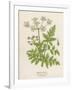 Beaked Parsley-Mabel E. Step-Framed Art Print