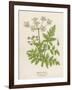 Beaked Parsley-Mabel E. Step-Framed Art Print