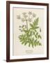 Beaked Parsley-Mabel E. Step-Framed Art Print