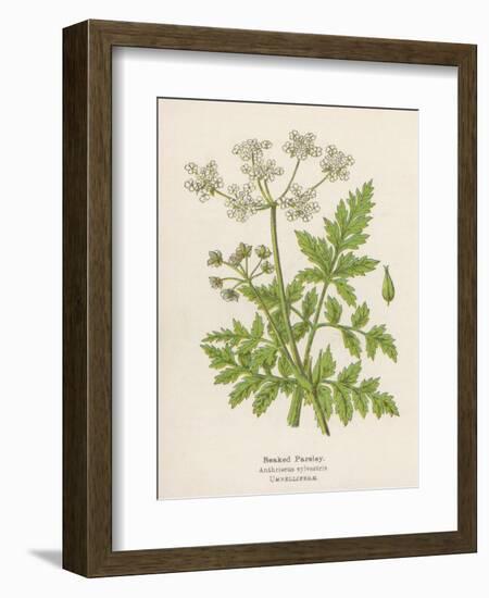 Beaked Parsley-Mabel E. Step-Framed Art Print