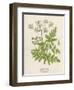 Beaked Parsley-Mabel E. Step-Framed Art Print