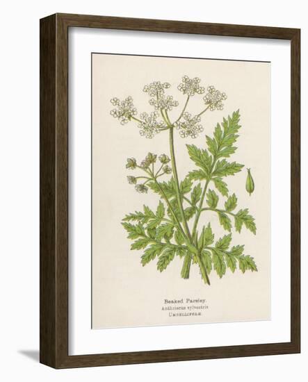 Beaked Parsley-Mabel E. Step-Framed Art Print