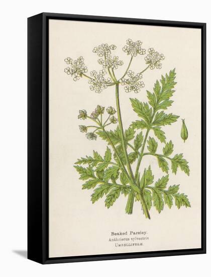 Beaked Parsley-Mabel E. Step-Framed Stretched Canvas