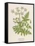 Beaked Parsley-Mabel E. Step-Framed Stretched Canvas