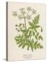 Beaked Parsley-Mabel E. Step-Stretched Canvas