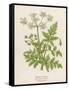 Beaked Parsley-Mabel E. Step-Framed Stretched Canvas