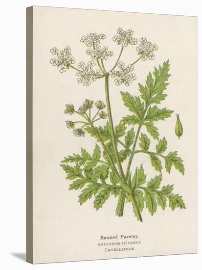 Beaked Parsley-Mabel E. Step-Stretched Canvas