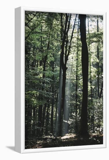 Beam of light in the spring wood.-Nadja Jacke-Framed Photographic Print