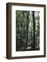 Beam of light in the spring wood.-Nadja Jacke-Framed Photographic Print