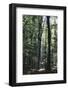 Beam of light in the spring wood.-Nadja Jacke-Framed Photographic Print