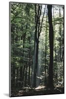 Beam of light in the spring wood.-Nadja Jacke-Mounted Photographic Print