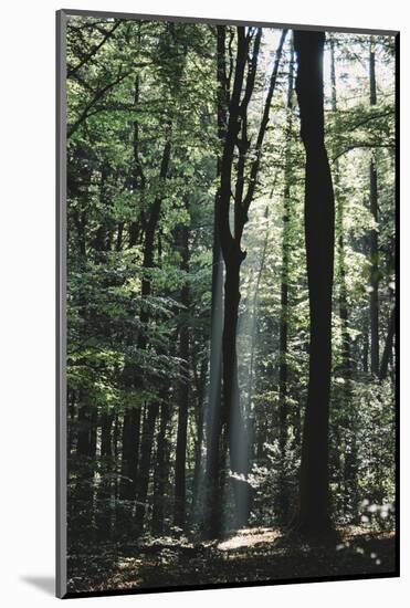 Beam of light in the spring wood.-Nadja Jacke-Mounted Photographic Print