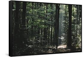 Beam of light in the spring wood.-Nadja Jacke-Framed Stretched Canvas