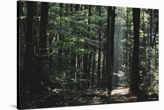 Beam of light in the spring wood.-Nadja Jacke-Stretched Canvas