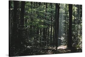 Beam of light in the spring wood.-Nadja Jacke-Stretched Canvas