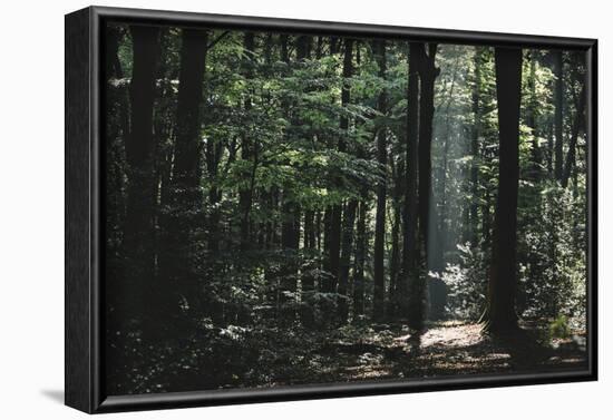 Beam of light in the spring wood.-Nadja Jacke-Framed Photographic Print