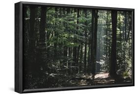 Beam of light in the spring wood.-Nadja Jacke-Framed Photographic Print