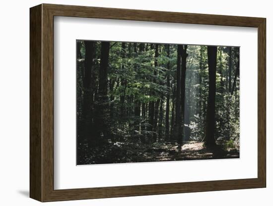 Beam of light in the spring wood.-Nadja Jacke-Framed Photographic Print