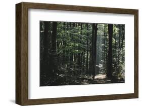 Beam of light in the spring wood.-Nadja Jacke-Framed Photographic Print