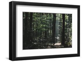 Beam of light in the spring wood.-Nadja Jacke-Framed Photographic Print