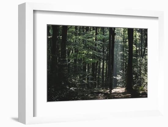 Beam of light in the spring wood.-Nadja Jacke-Framed Photographic Print