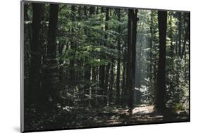 Beam of light in the spring wood.-Nadja Jacke-Mounted Photographic Print