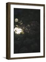 beams of setting sun break through the leatherleaf viburnum.-Nadja Jacke-Framed Photographic Print