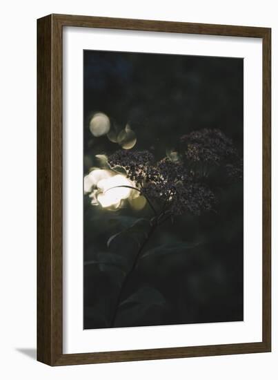 beams of setting sun break through the leatherleaf viburnum.-Nadja Jacke-Framed Photographic Print