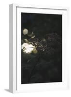 beams of setting sun break through the leatherleaf viburnum.-Nadja Jacke-Framed Photographic Print