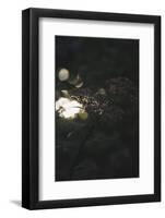 beams of setting sun break through the leatherleaf viburnum.-Nadja Jacke-Framed Photographic Print