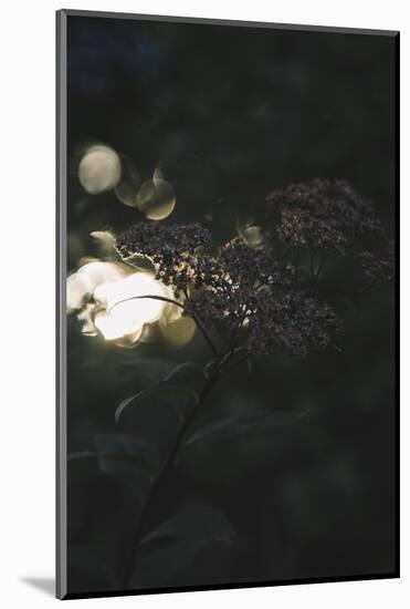 beams of setting sun break through the leatherleaf viburnum.-Nadja Jacke-Mounted Photographic Print