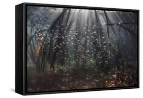 Beams of Sunlight Filter Among the Prop Roots of a Mangrove Forest-Stocktrek Images-Framed Stretched Canvas