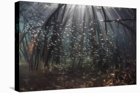 Beams of Sunlight Filter Among the Prop Roots of a Mangrove Forest-Stocktrek Images-Stretched Canvas