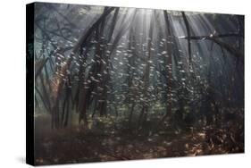 Beams of Sunlight Filter Among the Prop Roots of a Mangrove Forest-Stocktrek Images-Stretched Canvas